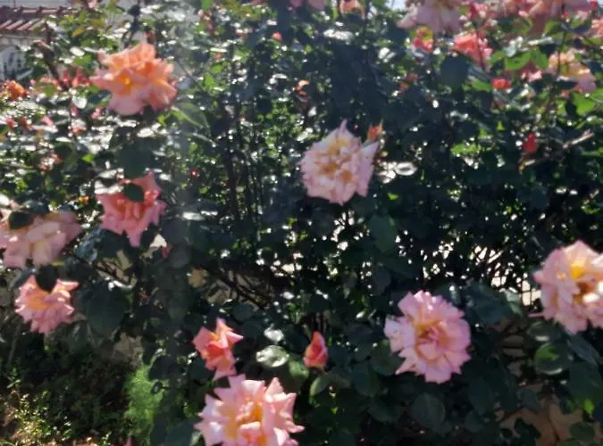 Jole Apartman Razanj